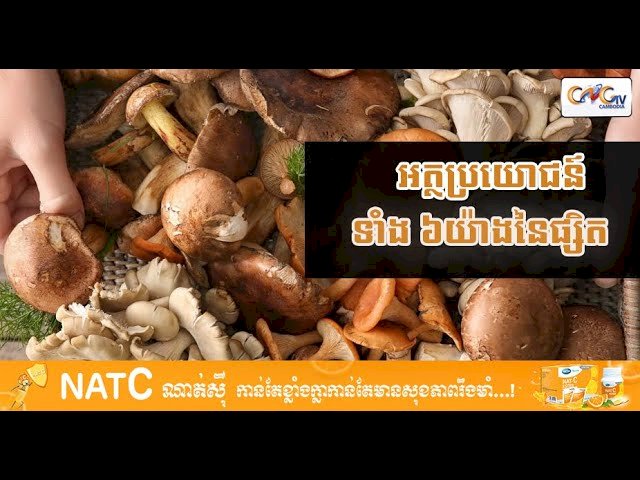 [វីដេអូ] # Ep.59 អត្ថប្រយោជន៍ទាំង ៦យ៉ាងនៃផ្សិត