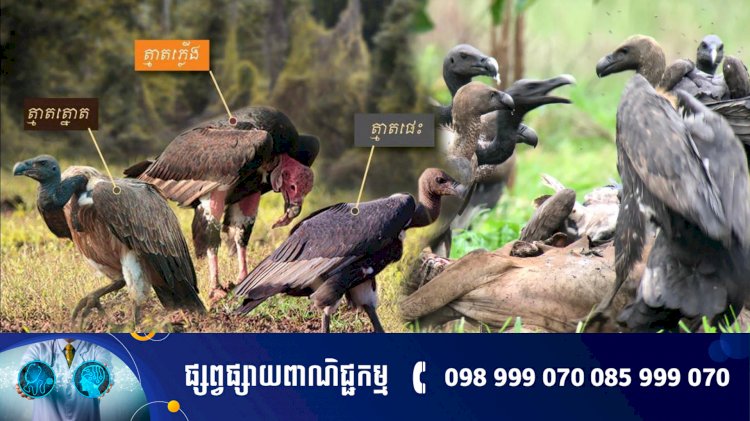 សត្វត្មាតចំនួន ១៣១ ក្បាលត្រូវបានកត់ត្រានៅក្នុងតំបន់អភិរក្សចំនួន ៣ នៅក្នុងប្រទេសកម្ពុជា