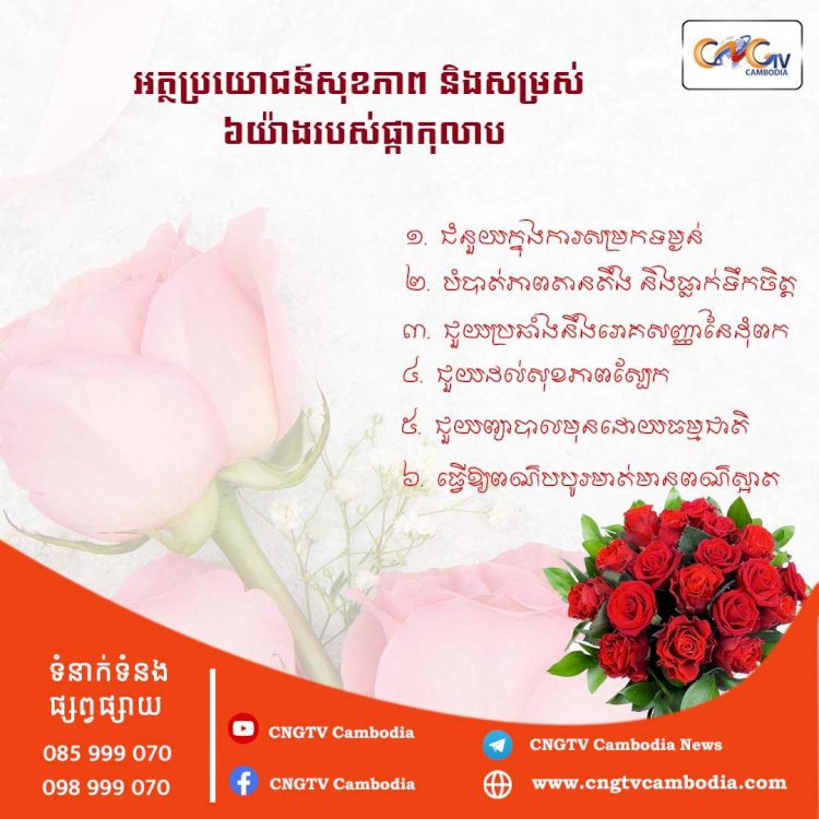 អត្ថប្រយោជន៍សុខភាព និងសម្រស់៦យ៉ាងរបស់ផ្កាកុលាប